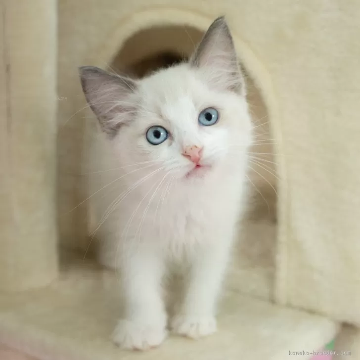 R.K 様のお迎えした子猫