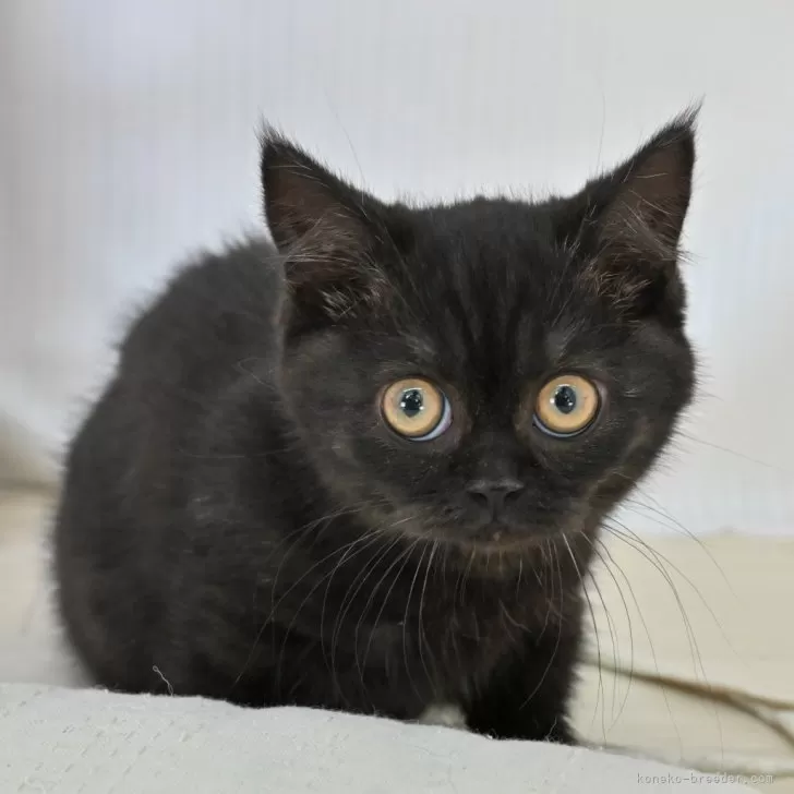 ID:2505-01761の子猫