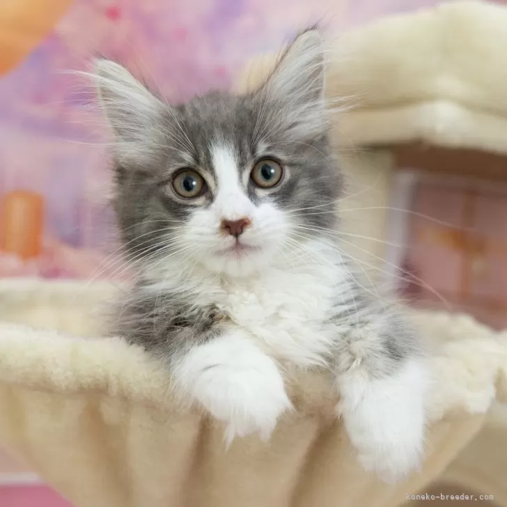 ノルウェージャンフォレストキャット【岐阜県・男の子・2025年8月4日・ダイリュートキャリコ】の写真1「マイクロチップ・接種済みワクチン・健康診断込みの総額です🐱💉」