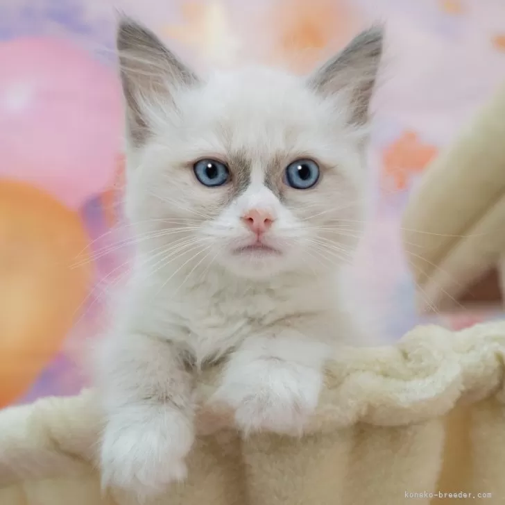 A.M 様のお迎えした子猫