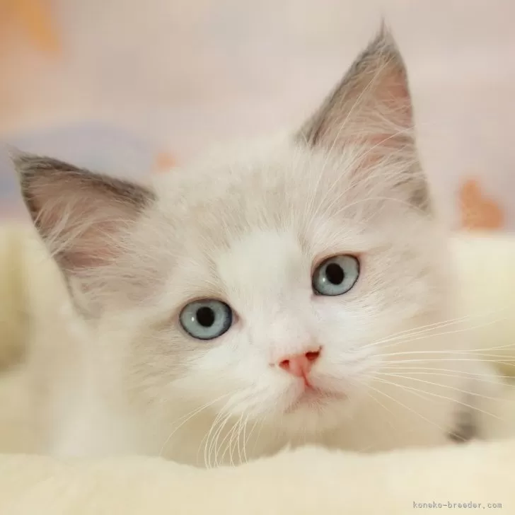 ID：2508-03006の子猫