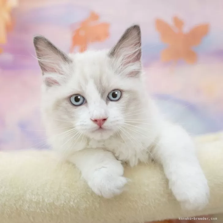 ラグドール【岐阜県・男の子・2025年8月8日・ブルーポイントバイカラー】の写真1「マイクロチップ・接種済みワクチン・健康診断込みの総額です🐱💉」