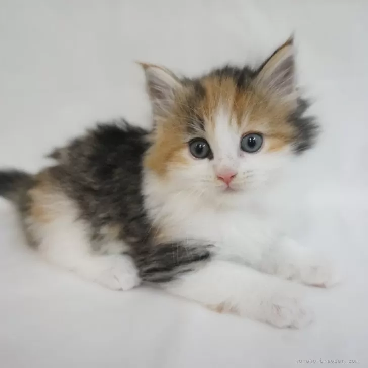 ID：2504-00993の子猫