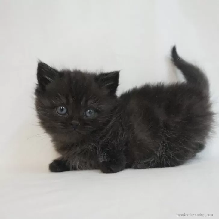 ID:2504-00995の子猫