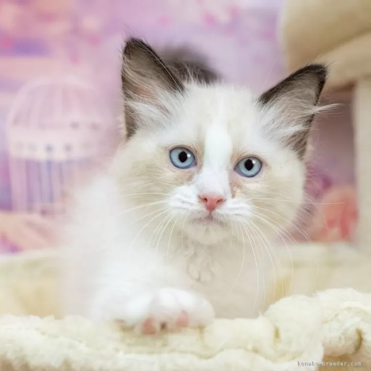 ラグドール【岐阜県・女の子・2025年7月16日・ブルーポイントバイカラー】の写真1「マイクロチップ・接種済みワクチン・健康診断込みの総額です🐱💉」