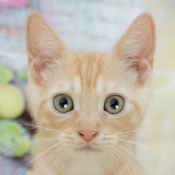 マンチカン(長足)【岐阜県・男の子・2025年5月30日・クリームタビー】の写真「総額表示！！全て込みの価格です🐱」