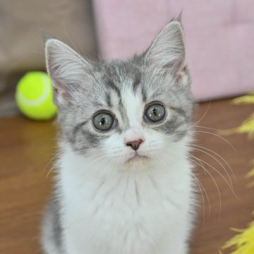 マンチカン(長足)【岐阜県・女の子・2025年3月4日・レッドタビー&ホワイト】の写真「総額表示！！全て込みの価格です🐱」