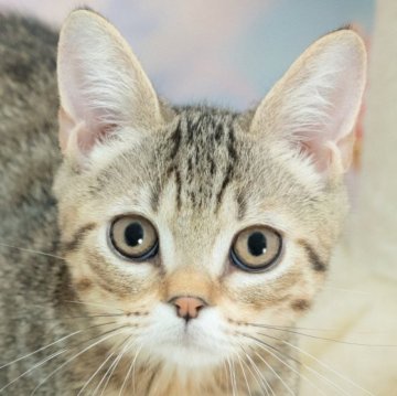 マンチカン(長足)【岐阜県・女の子・2025年4月26日・ブラウンタビー】の写真「総額表示！！全て込みの価格です🐱」