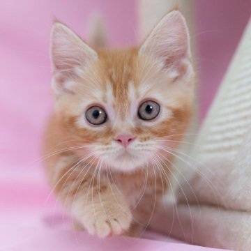 マンチカン(短足)【岐阜県・男の子・2025年4月3日・レッドタビー】の写真「総額表示！！全て込みの価格です🐱」