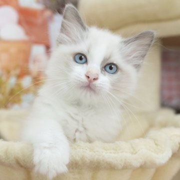 ラグドール【岐阜県・男の子・2025年8月8日・ブルーポイントバイカラー】の写真「総額表示！！全て込みの価格です🐱」