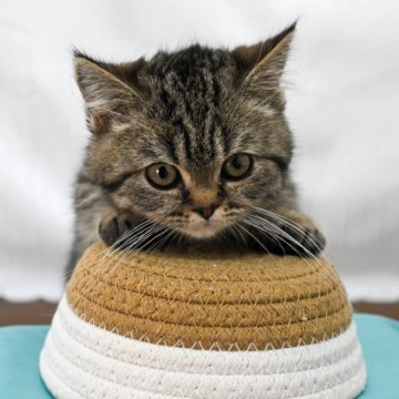 マンチカン(短足)【岐阜県・男の子・2025年2月15日・ブラウンタビー】の写真「総額表示！！全て込みの価格です🐱」