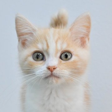 マンチカン(長足)【岐阜県・男の子・2025年3月4日・クリームタビー&ホワイト】の写真「総額表示！！全て込みの価格です🐱」