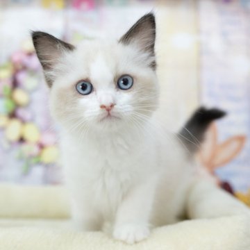 ラグドール【岐阜県・女の子・2025年7月16日・ブルーポイントバイカラー】の写真「総額表示！！全て込みの価格です🐱」