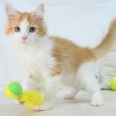 ノルウェージャンフォレストキャット