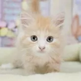 マンチカン(長足)【岐阜県・男の子・2025年7月18日・レッドタビー&ホワイト】の写真1「マイクロチップ・接種済みワクチン・健康診断込みの総額です🐱💉」