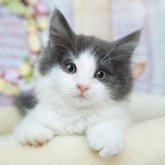 ノルウェージャンフォレストキャット