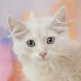マンチカン(長足)