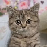 ブリティッシュショートヘアー×ミヌエット