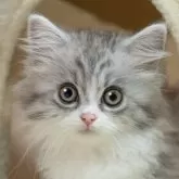 ミヌエット(短足)