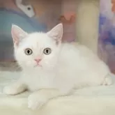 マンチカン(長足)