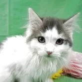 ノルウェージャンフォレストキャット