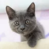 マンチカン(長足)【岐阜県・女の子・2025年5月30日・トーティ】の写真2