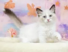 ラグドール【岐阜県・女の子・2025年7月16日・ブルーポイントバイカラー】の写真2「遠方の方やお忙しい方もオンラインでネコちゃんに会えます📱お気軽にお問い合わせください🌟」