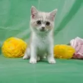 マンチカン(長足)【岐阜県・男の子・2025年3月4日・ブルーパッチドタビー&ホワイト】の写真2「（生後76日）」