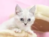 マンチカン(短足)【岐阜県・女の子・2025年4月3日・ブルーリンクス&ポイント】の写真3「気になる仔がいましたら、複数頭のネコちゃんを一緒に見学ができます🐱🐱」