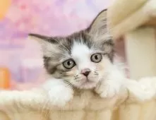 ミヌエット(長足)【岐阜県・女の子・2025年7月21日・シルバータビー&ホワイト】の写真3