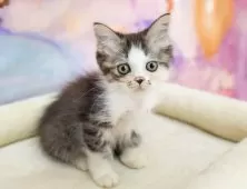 ミヌエット(長足)【岐阜県・女の子・2025年7月21日・シルバータビー&ホワイト】の写真4