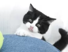 マンチカン(長足)【岐阜県・男の子・2025年2月15日・ブラック&ホワイト】の写真5