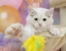 マンチカン(長足)【岐阜県・男の子・2025年6月20日・クリームタビー】の写真5