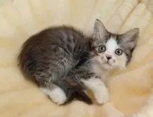 ミヌエット(長足)【岐阜県・女の子・2025年7月21日・シルバータビー&ホワイト】の写真5