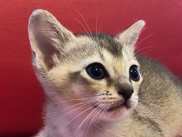 西岡正子ブリーダー