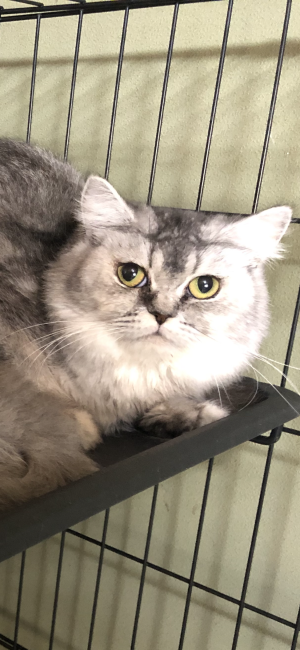 ミヌエット【・女の子・2020年7月12日・チンチラシルバー】