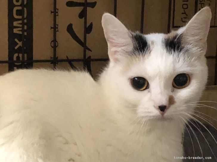 マンチカン【・女の子・2020年8月8日・ダイリュウトキャリコ】