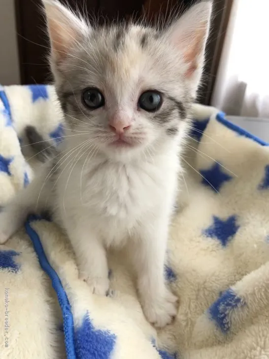 ID：2005-00348の子猫