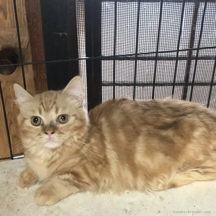 ID:2204-02413の子猫
