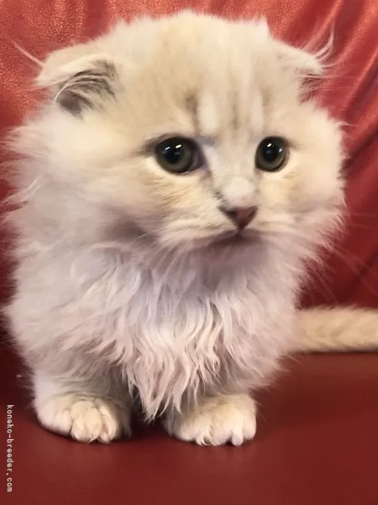 ID:2201-01055の子猫