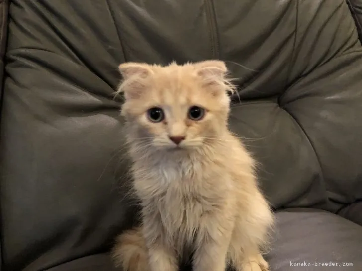 ID：2108-02023の子猫