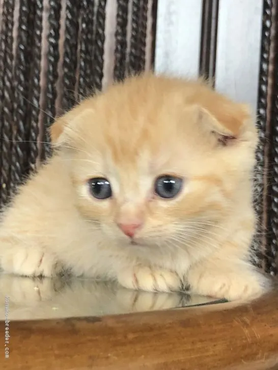 kibi112 様のお迎えした子猫