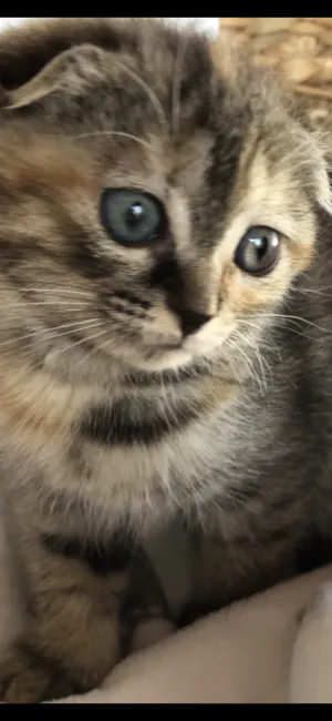 そっち 様のお迎えした子猫