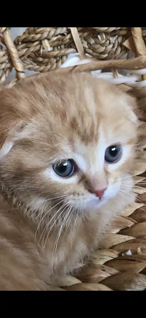 とも 様のお迎えした子猫