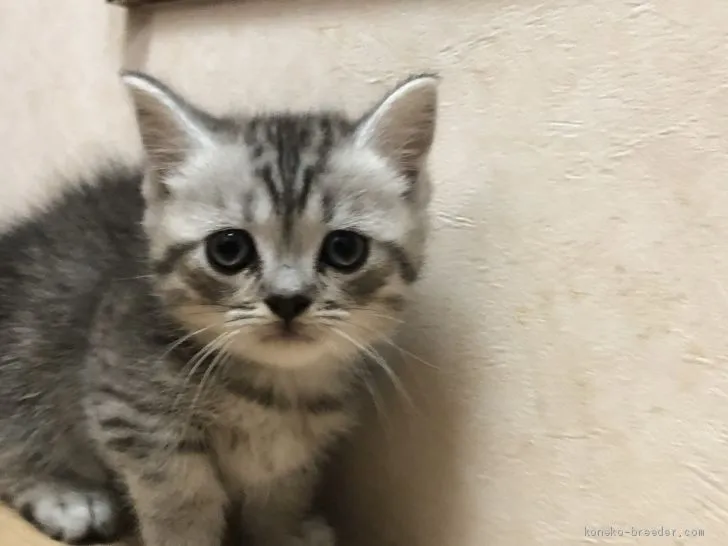 ID：2005-02142の子猫