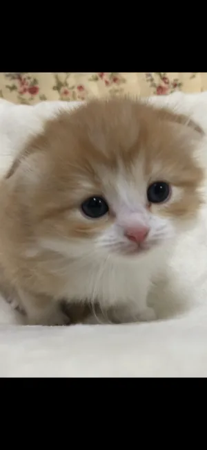 友美 様のお迎えした子猫