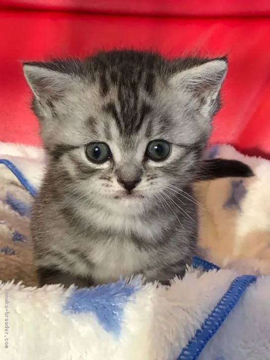 ID：2005-00447の子猫