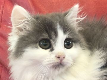 マンチカン【徳島県・女の子・2022年1月8日・ブルータビーアンドホワイト（ロングヘアー）】の写真「⭐️とっても可愛く成長しています❤️」