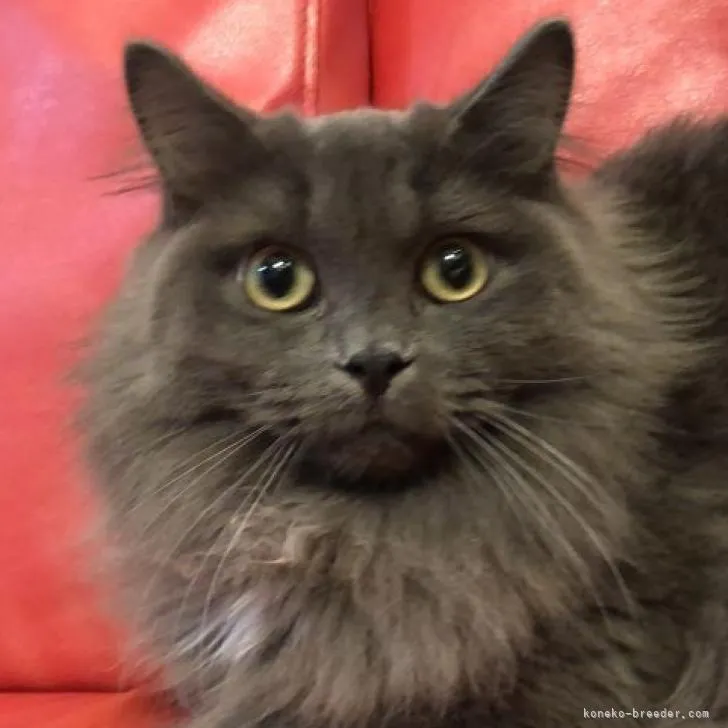 ID：2204-01152の子猫