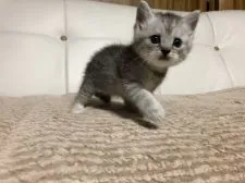 ミヌエット【徳島県・男の子・2019年7月14日・シルバータビー】の写真3